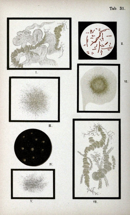 Atlas and essentials of bacteriologyNew York :William Wood & Co.,1897 | atlases Bacteria "Bacteriological Technics" "University of California Libraries" | Vintage Print Reproduction 458339