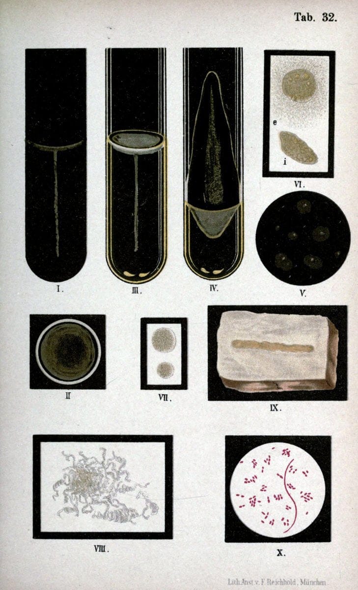 Atlas and essentials of bacteriologyNew York :William Wood & Co.,1897 | atlases Bacteria "Bacteriological Technics" "University of California Libraries" | Vintage Print Reproduction 458340