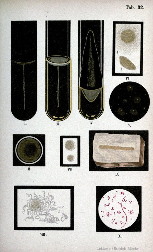 Atlas and essentials of bacteriologyNew York :William Wood & Co.,1897 | atlases Bacteria "Bacteriological Technics" "University of California Libraries" | Vintage Print Reproduction 458340
