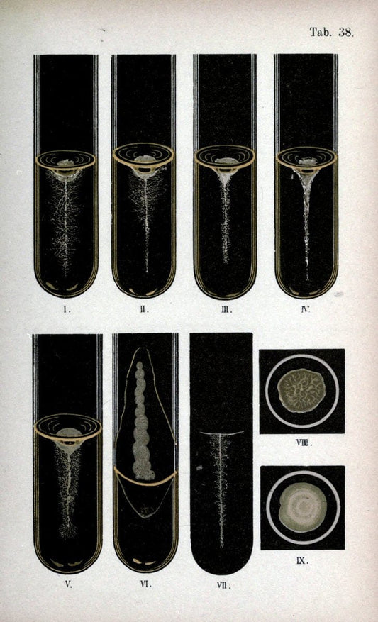 Atlas and essentials of bacteriologyNew York :William Wood & Co.,1897 | atlases Bacteria "Bacteriological Technics" "University of California Libraries" | Vintage Print Reproduction 458346