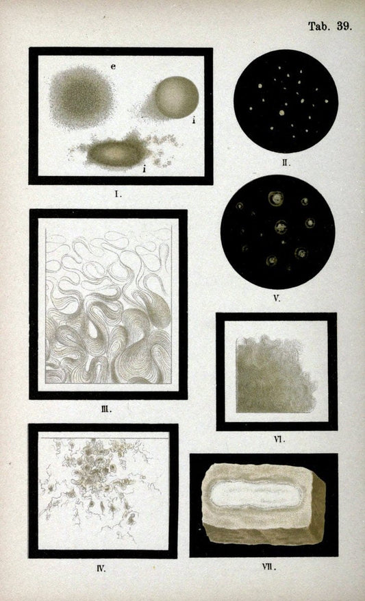 Atlas and essentials of bacteriologyNew York :William Wood & Co.,1897 | atlases Bacteria "Bacteriological Technics" "University of California Libraries" | Vintage Print Reproduction 458347