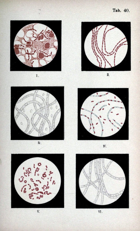 Atlas and essentials of bacteriologyNew York :William Wood & Co.,1897 | atlases Bacteria "Bacteriological Technics" "University of California Libraries" | Vintage Print Reproduction 458348