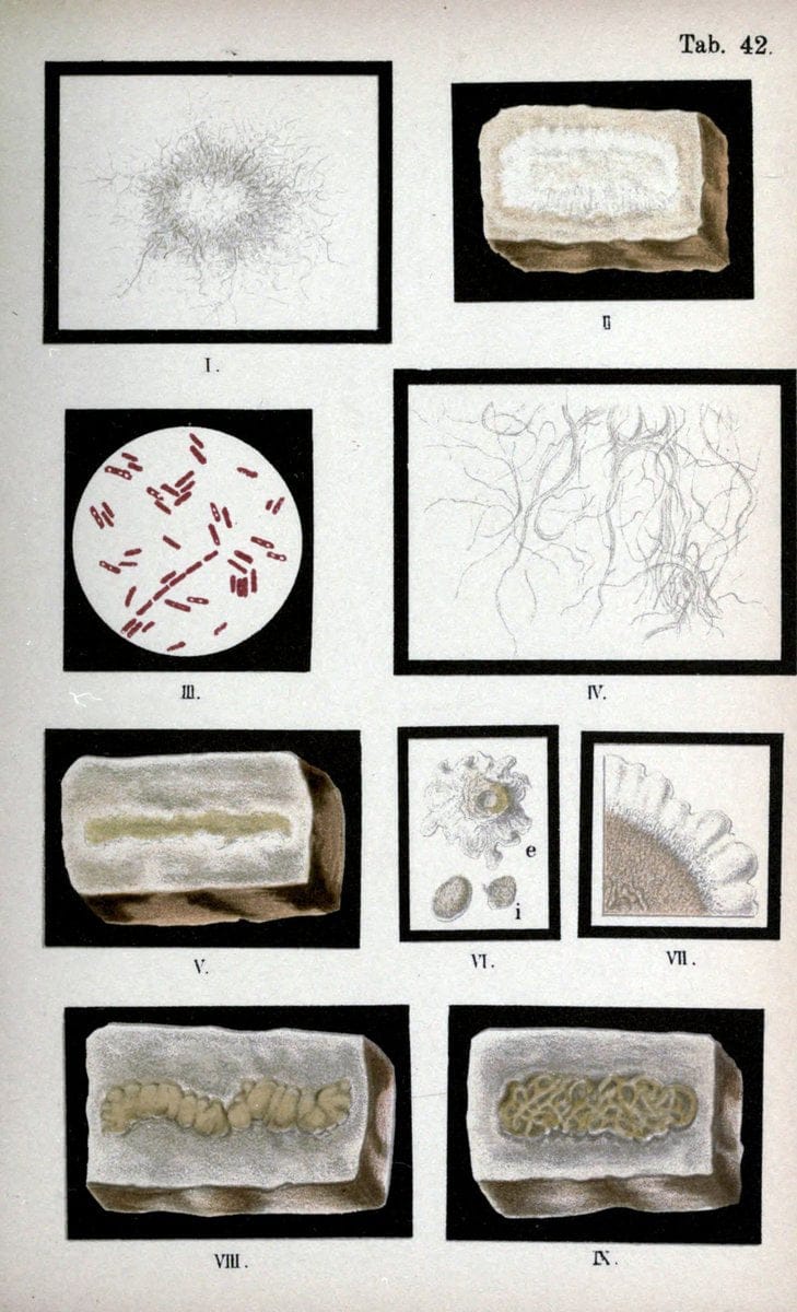 Atlas and essentials of bacteriologyNew York :William Wood & Co.,1897 | atlases Bacteria "Bacteriological Technics" "University of California Libraries" | Vintage Print Reproduction 458350
