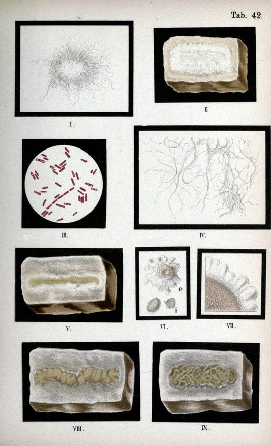 Atlas and essentials of bacteriologyNew York :William Wood & Co.,1897 | atlases Bacteria "Bacteriological Technics" "University of California Libraries" | Vintage Print Reproduction 458350