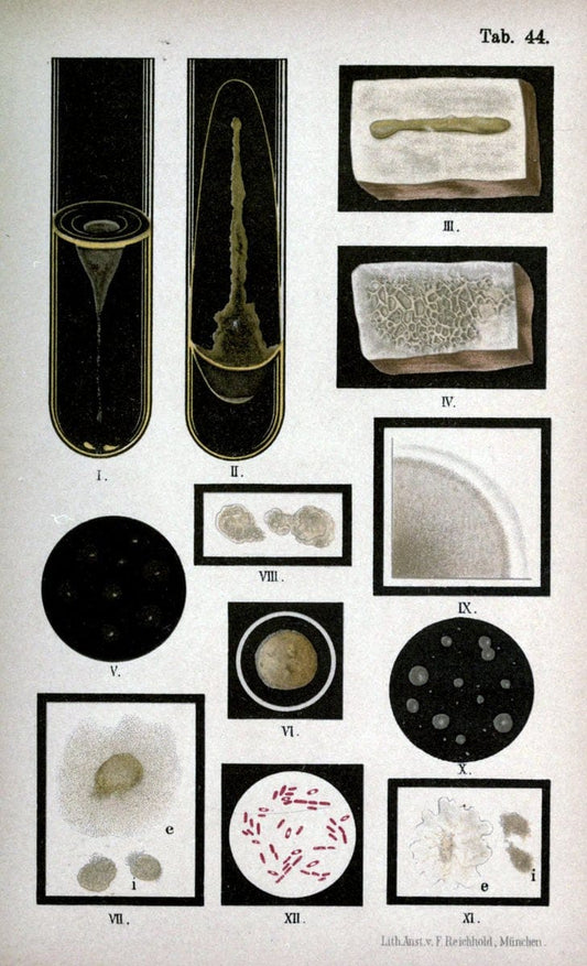 Atlas and essentials of bacteriologyNew York :William Wood & Co.,1897 | atlases Bacteria "Bacteriological Technics" "University of California Libraries" | Vintage Print Reproduction 458352