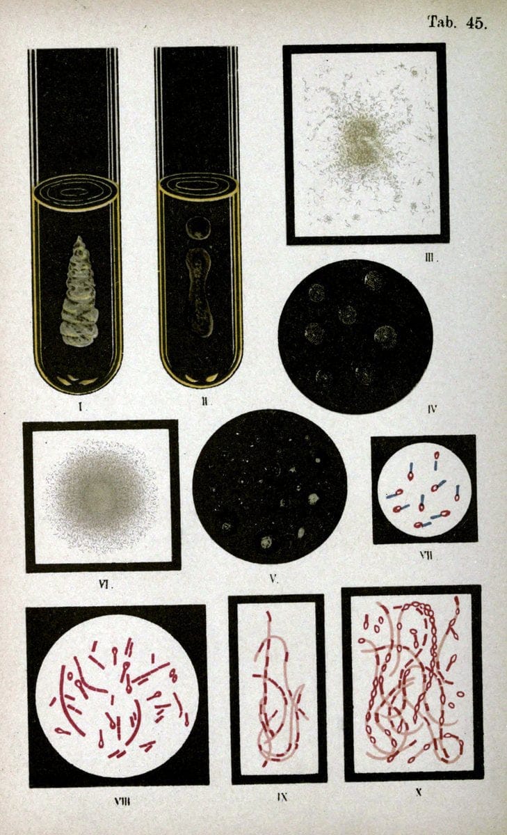 Atlas and essentials of bacteriologyNew York :William Wood & Co.,1897 | atlases Bacteria "Bacteriological Technics" "University of California Libraries" | Vintage Print Reproduction 458353