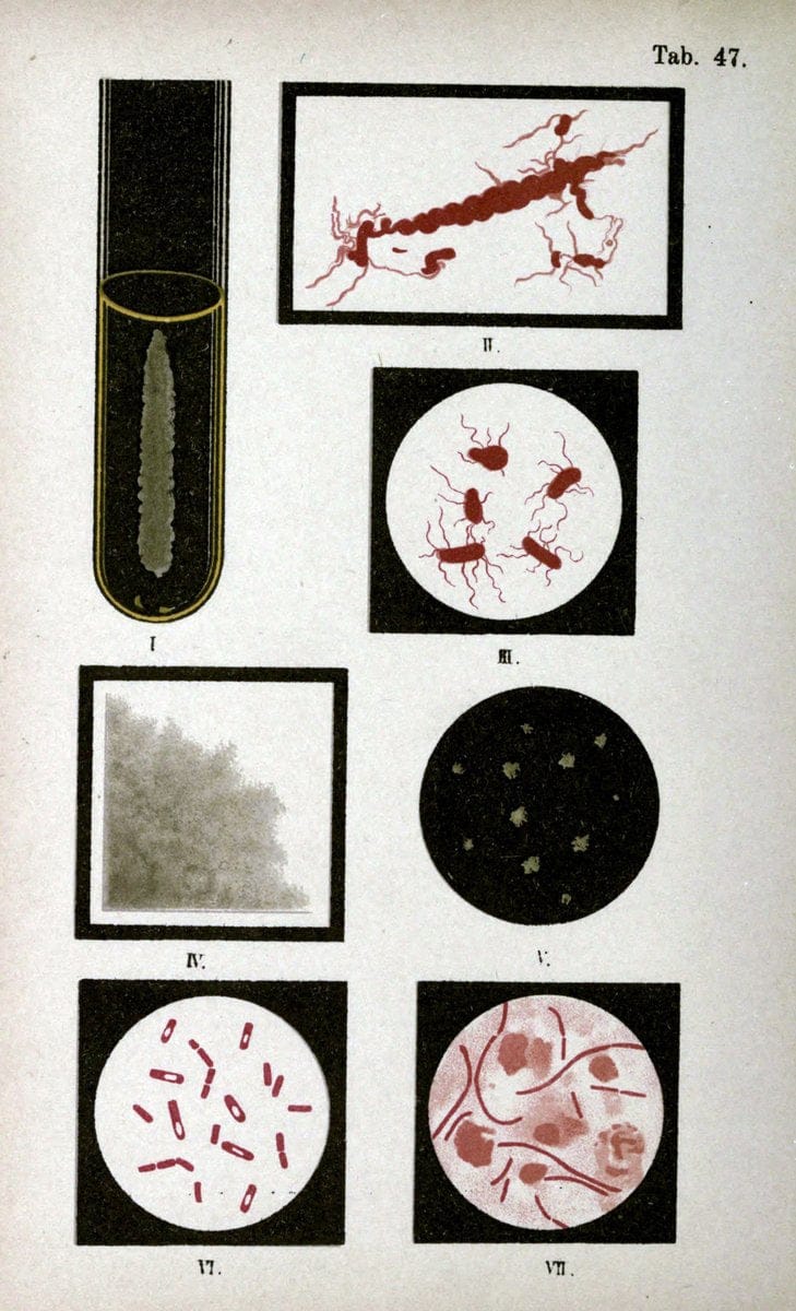 Atlas and essentials of bacteriologyNew York :William Wood & Co.,1897 | atlases Bacteria "Bacteriological Technics" "University of California Libraries" | Vintage Print Reproduction 458355
