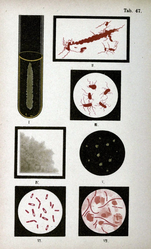 Atlas and essentials of bacteriologyNew York :William Wood & Co.,1897 | atlases Bacteria "Bacteriological Technics" "University of California Libraries" | Vintage Print Reproduction 458355