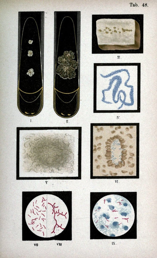 Atlas and essentials of bacteriologyNew York :William Wood & Co.,1897 | atlases Bacteria "Bacteriological Technics" "University of California Libraries" | Vintage Print Reproduction 458356
