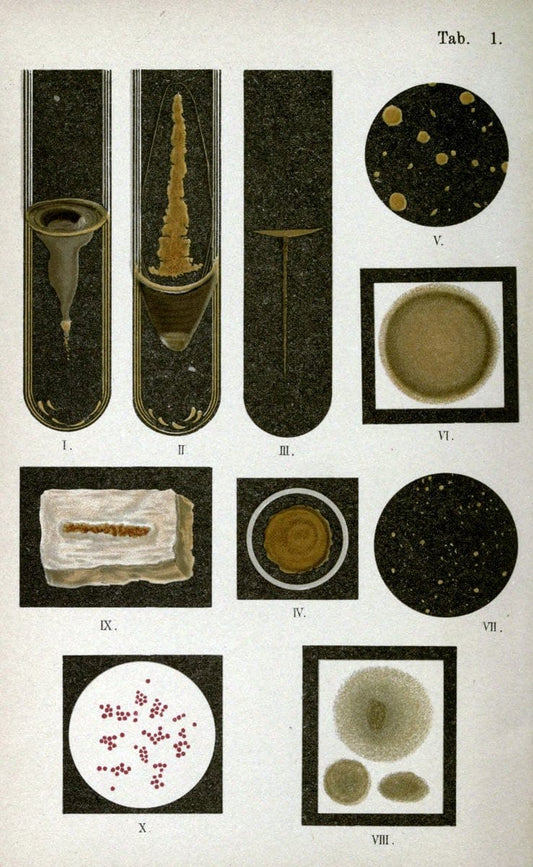 Atlas and essentials of bacteriologyNew York :William Wood & Co.,1897 | atlases Bacteria "Bacteriological Technics" "University of California Libraries" | Vintage Print Reproduction 458357