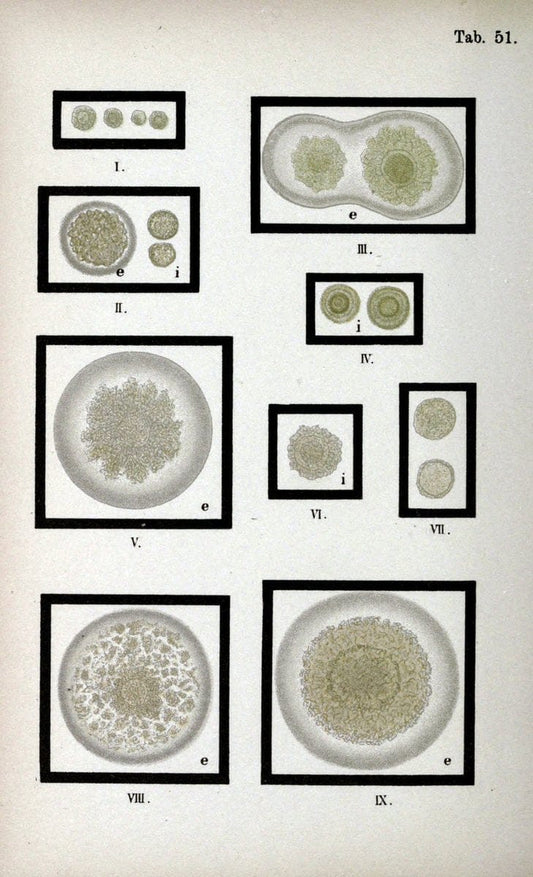 Atlas and essentials of bacteriologyNew York :William Wood & Co.,1897 | atlases Bacteria "Bacteriological Technics" "University of California Libraries" | Vintage Print Reproduction 458358
