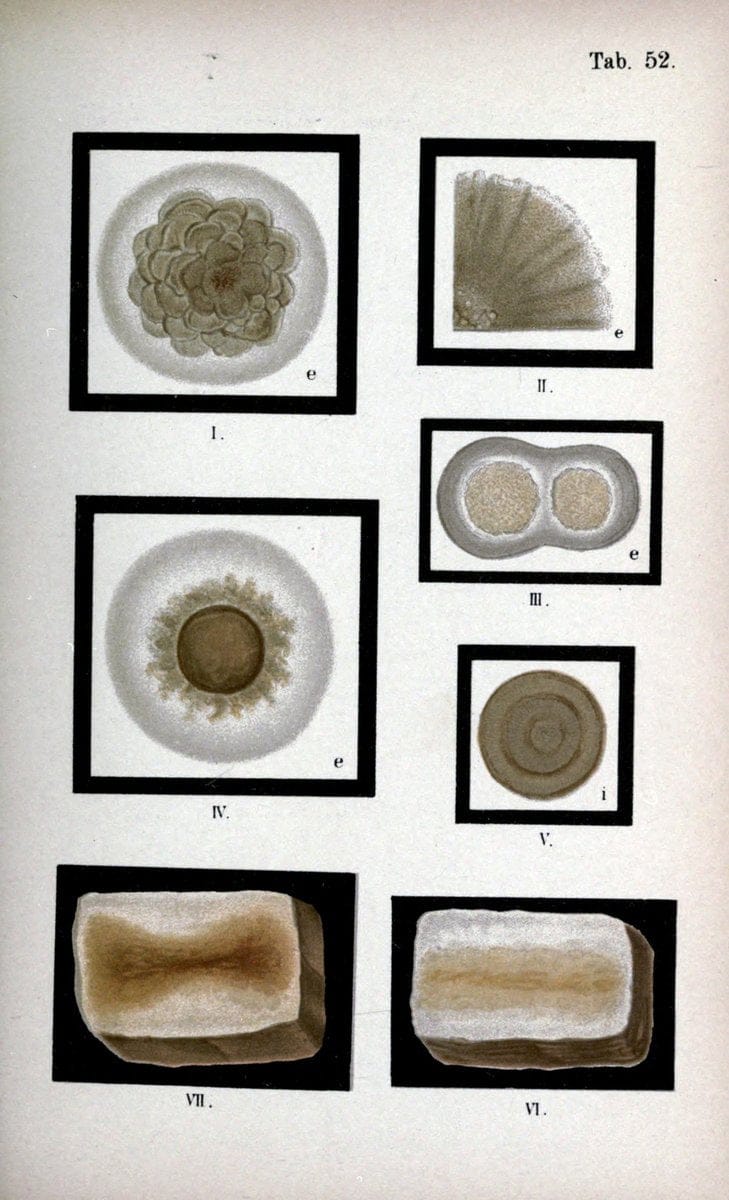 Atlas and essentials of bacteriologyNew York :William Wood & Co.,1897 | atlases Bacteria "Bacteriological Technics" "University of California Libraries" | Vintage Print Reproduction 458359