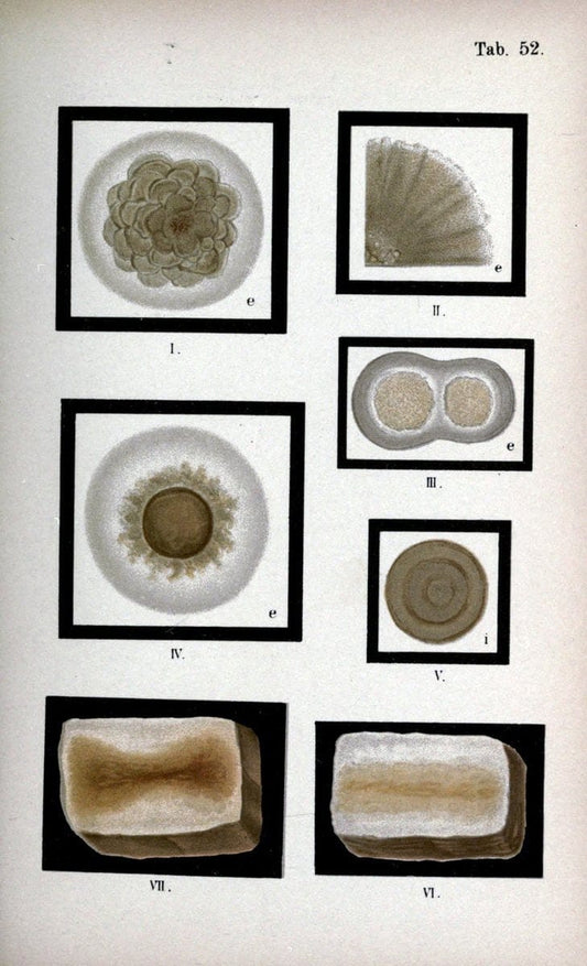 Atlas and essentials of bacteriologyNew York :William Wood & Co.,1897 | atlases Bacteria "Bacteriological Technics" "University of California Libraries" | Vintage Print Reproduction 458359