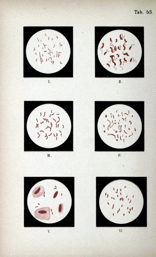 Atlas and essentials of bacteriologyNew York :William Wood & Co.,1897 | atlases Bacteria "Bacteriological Technics" "University of California Libraries" | Vintage Print Reproduction 458360