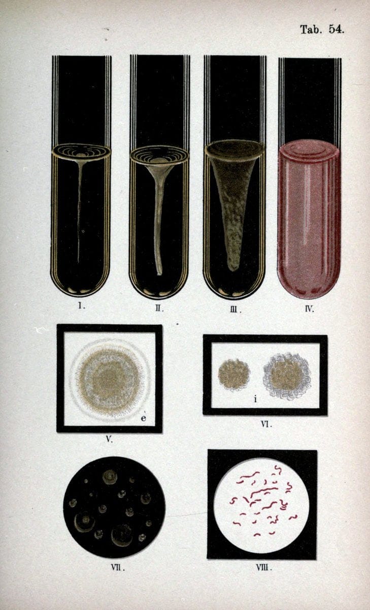 Atlas and essentials of bacteriologyNew York :William Wood & Co.,1897 | atlases Bacteria "Bacteriological Technics" "University of California Libraries" | Vintage Print Reproduction 458361