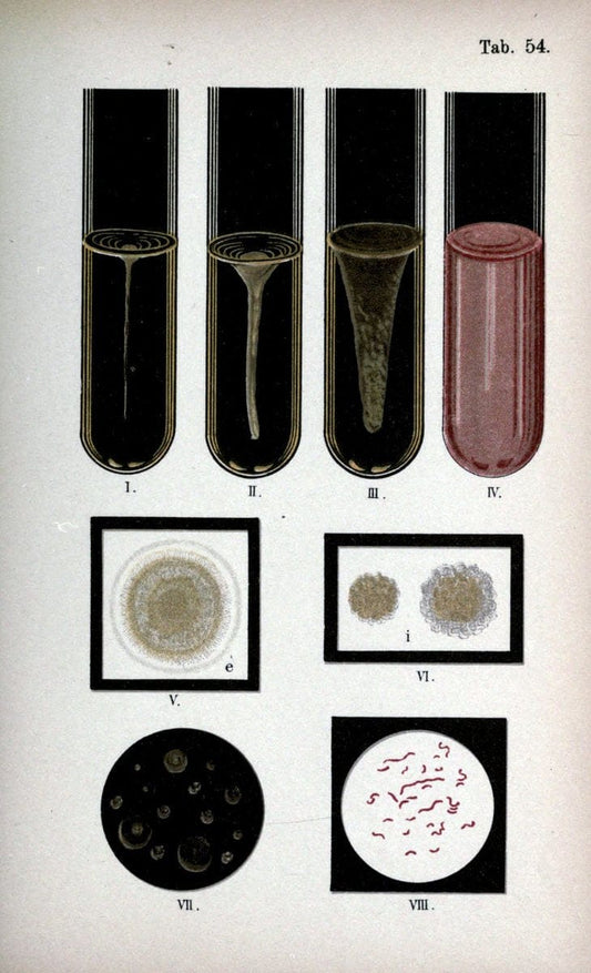 Atlas and essentials of bacteriologyNew York :William Wood & Co.,1897 | atlases Bacteria "Bacteriological Technics" "University of California Libraries" | Vintage Print Reproduction 458361