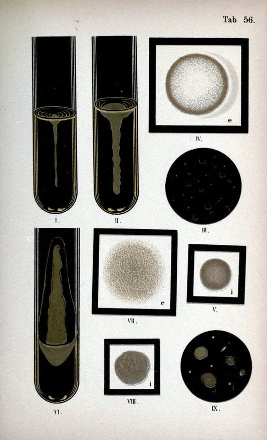 Atlas and essentials of bacteriologyNew York :William Wood & Co.,1897 | atlases Bacteria "Bacteriological Technics" "University of California Libraries" | Vintage Print Reproduction 458363
