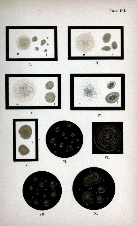 Atlas and essentials of bacteriologyNew York :William Wood & Co.,1897 | atlases Bacteria "Bacteriological Technics" "University of California Libraries" | Vintage Print Reproduction 458365