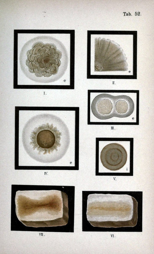 Atlas and essentials of bacteriologyNew York :William Wood & Co.,1897 | atlases Bacteria "Bacteriological Technics" "University of California Libraries" | Vintage Print Reproduction 458368