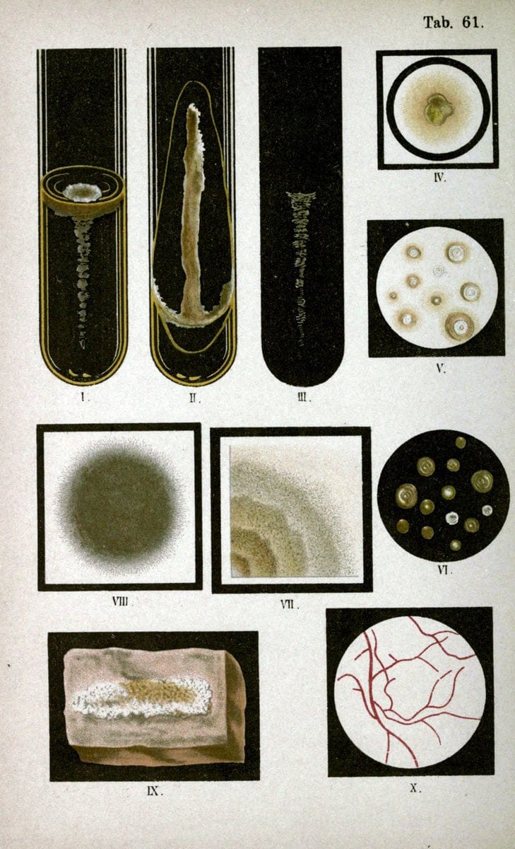 Atlas and essentials of bacteriologyNew York :William Wood & Co.,1897 | atlases Bacteria "Bacteriological Technics" "University of California Libraries" | Vintage Print Reproduction 458369