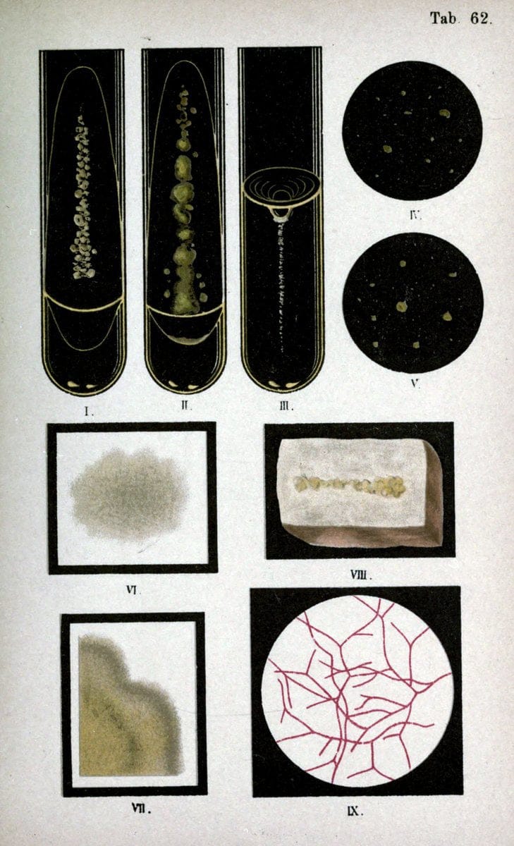 Atlas and essentials of bacteriologyNew York :William Wood & Co.,1897 | atlases Bacteria "Bacteriological Technics" "University of California Libraries" | Vintage Print Reproduction 458370