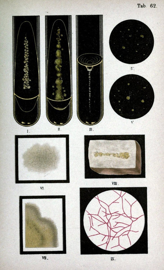 Atlas and essentials of bacteriologyNew York :William Wood & Co.,1897 | atlases Bacteria "Bacteriological Technics" "University of California Libraries" | Vintage Print Reproduction 458370
