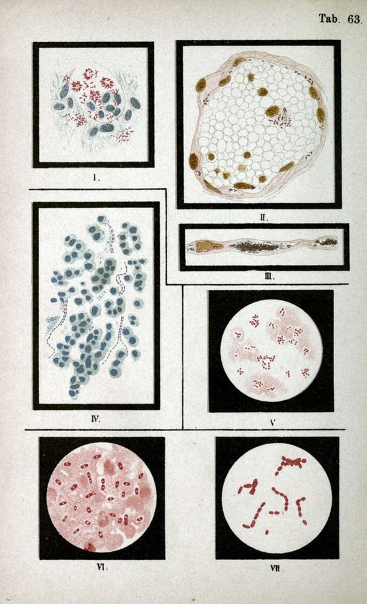 Atlas and essentials of bacteriologyNew York :William Wood & Co.,1897 | atlases Bacteria "Bacteriological Technics" "University of California Libraries" | Vintage Print Reproduction 458371