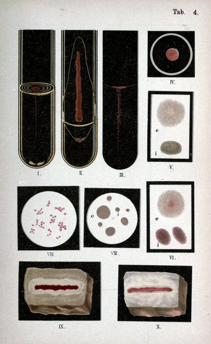 Atlas and essentials of bacteriologyNew York :William Wood & Co.,1897 | atlases Bacteria "Bacteriological Technics" "University of California Libraries" | Vintage Print Reproduction 458373