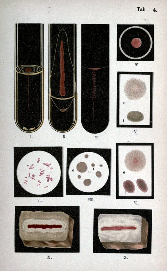 Atlas and essentials of bacteriologyNew York :William Wood & Co.,1897 | atlases Bacteria "Bacteriological Technics" "University of California Libraries" | Vintage Print Reproduction 458373