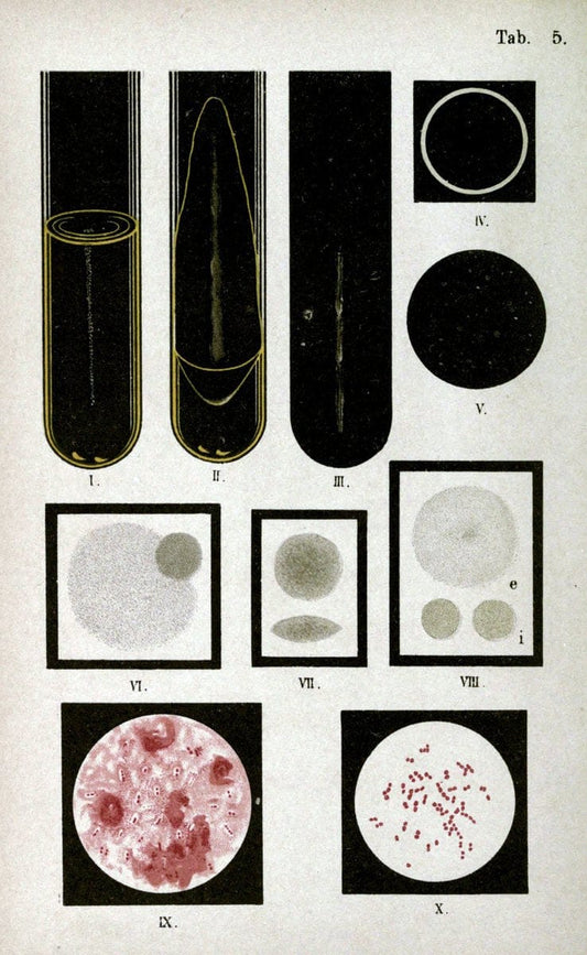 Atlas and essentials of bacteriologyNew York :William Wood & Co.,1897 | atlases Bacteria "Bacteriological Technics" "University of California Libraries" | Vintage Print Reproduction 458374