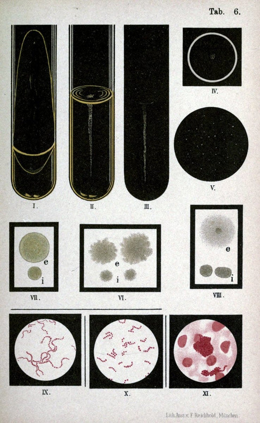 Atlas and essentials of bacteriologyNew York :William Wood & Co.,1897 | atlases Bacteria "Bacteriological Technics" "University of California Libraries" | Vintage Print Reproduction 458375