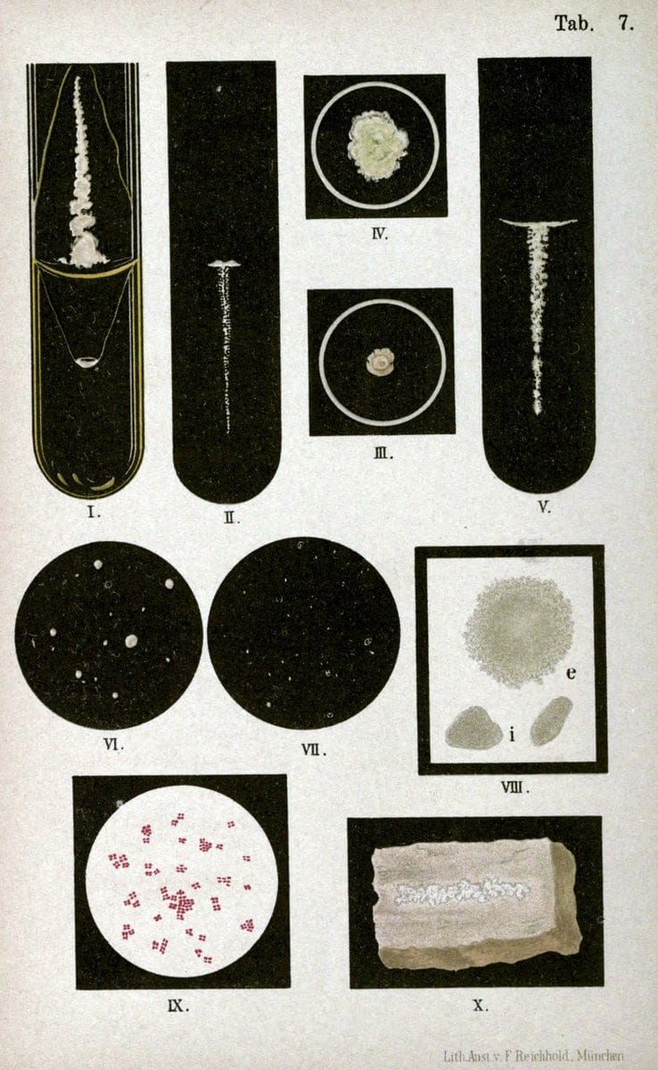Atlas and essentials of bacteriologyNew York :William Wood & Co.,1897 | atlases Bacteria "Bacteriological Technics" "University of California Libraries" | Vintage Print Reproduction 458376