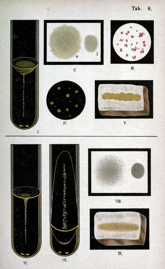 Atlas and essentials of bacteriologyNew York :William Wood & Co.,1897 | atlases Bacteria "Bacteriological Technics" "University of California Libraries" | Vintage Print Reproduction 458377