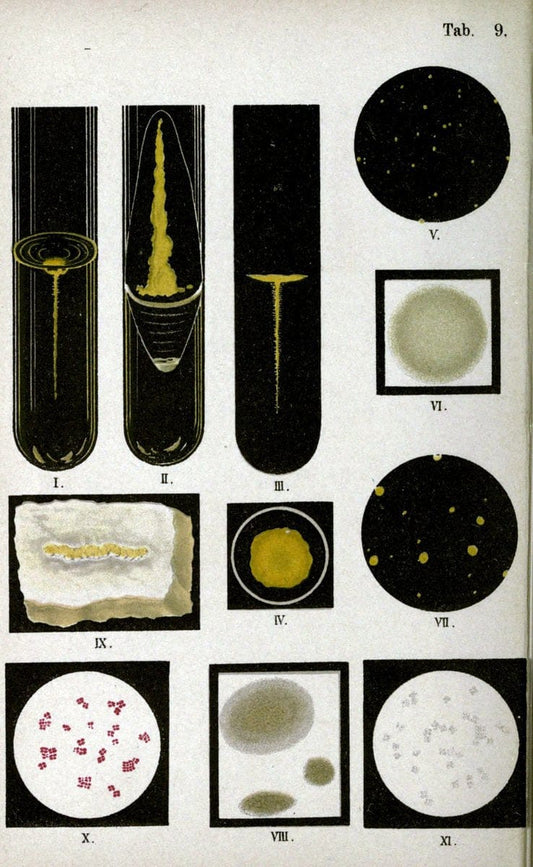Atlas and essentials of bacteriologyNew York :William Wood & Co.,1897 | atlases Bacteria "Bacteriological Technics" "University of California Libraries" | Vintage Print Reproduction 458378