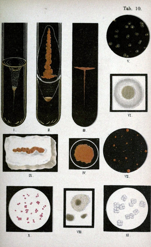 Atlas and essentials of bacteriologyNew York :William Wood & Co.,1897 | atlases Bacteria "Bacteriological Technics" "University of California Libraries" | Vintage Print Reproduction 458379