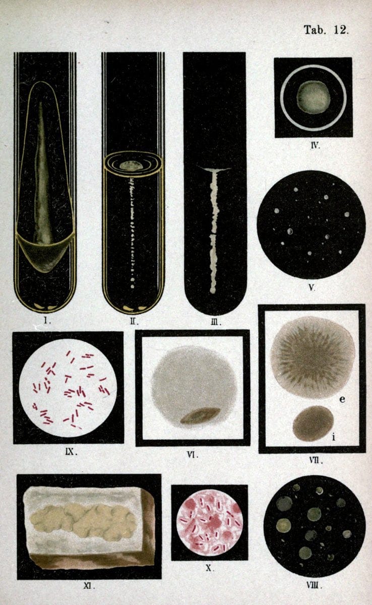 Atlas and essentials of bacteriologyNew York :William Wood & Co.,1897 | atlases Bacteria "Bacteriological Technics" "University of California Libraries" | Vintage Print Reproduction 458381