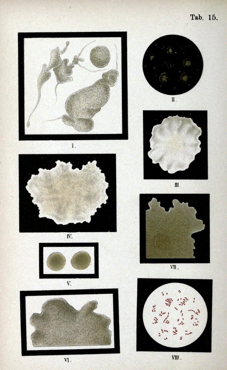 Atlas and essentials of bacteriologyNew York :William Wood & Co.,1897 | atlases Bacteria "Bacteriological Technics" "University of California Libraries" | Vintage Print Reproduction 458384