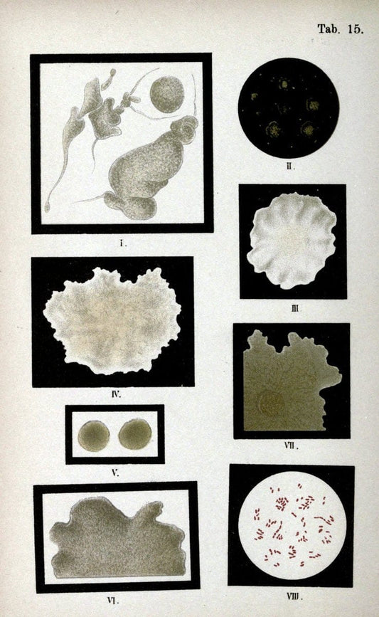 Atlas and essentials of bacteriologyNew York :William Wood & Co.,1897 | atlases Bacteria "Bacteriological Technics" "University of California Libraries" | Vintage Print Reproduction 458384