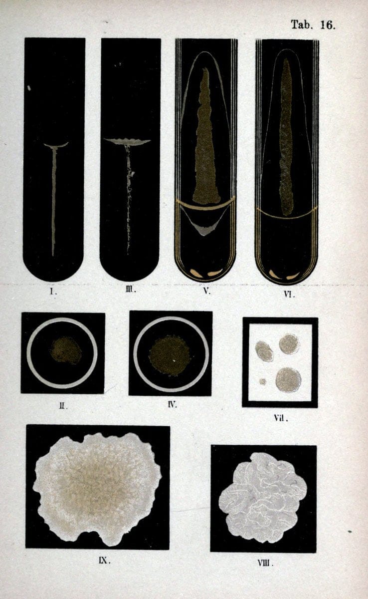 Atlas and essentials of bacteriologyNew York :William Wood & Co.,1897 | atlases Bacteria "Bacteriological Technics" "University of California Libraries" | Vintage Print Reproduction 458385