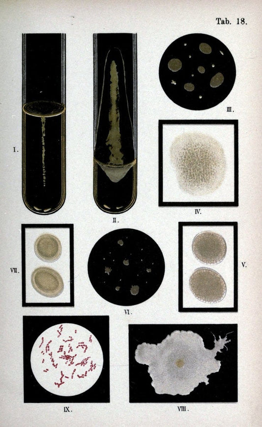 Atlas and essentials of bacteriologyNew York :William Wood & Co.,1897 | atlases Bacteria "Bacteriological Technics" "University of California Libraries" | Vintage Print Reproduction 458387