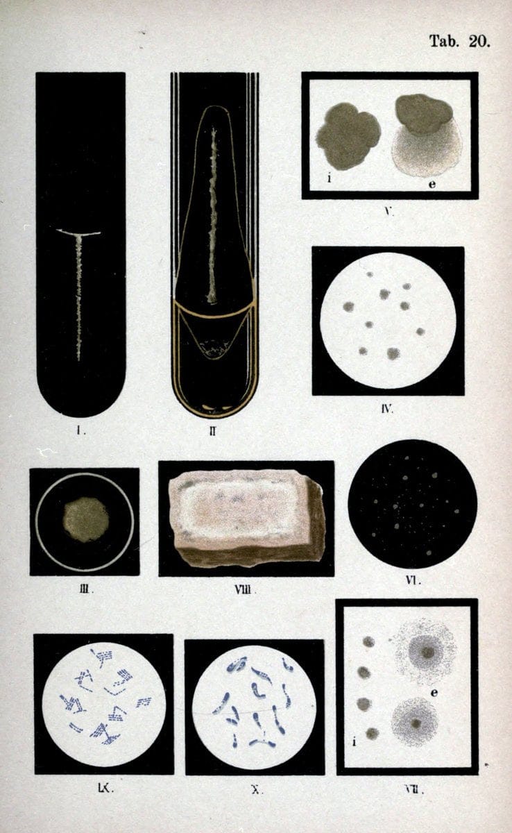 Atlas and essentials of bacteriologyNew York :William Wood & Co.,1897 | atlases Bacteria "Bacteriological Technics" "University of California Libraries" | Vintage Print Reproduction 458389