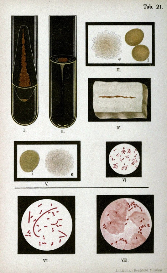 Atlas and essentials of bacteriologyNew York :William Wood & Co.,1897 | atlases Bacteria "Bacteriological Technics" "University of California Libraries" | Vintage Print Reproduction 458390