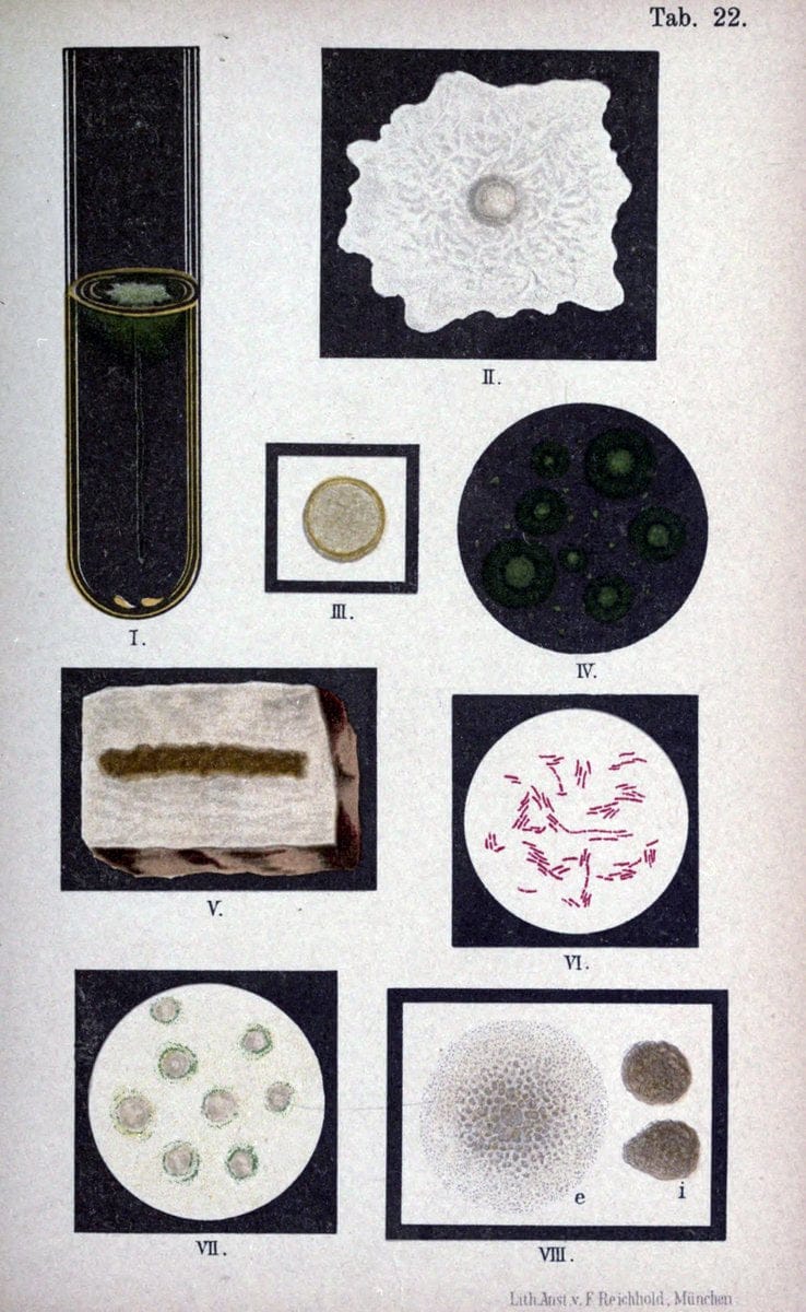 Atlas and essentials of bacteriologyNew York :William Wood & Co.,1897 | atlases Bacteria "Bacteriological Technics" "University of California Libraries" | Vintage Print Reproduction 458391