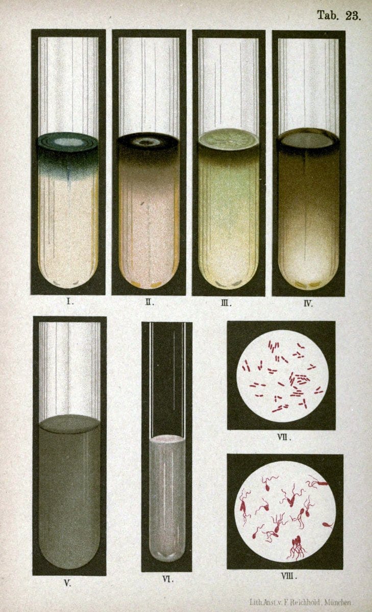 Atlas and essentials of bacteriologyNew York :William Wood & Co.,1897 | atlases Bacteria "Bacteriological Technics" "University of California Libraries" | Vintage Print Reproduction 458392
