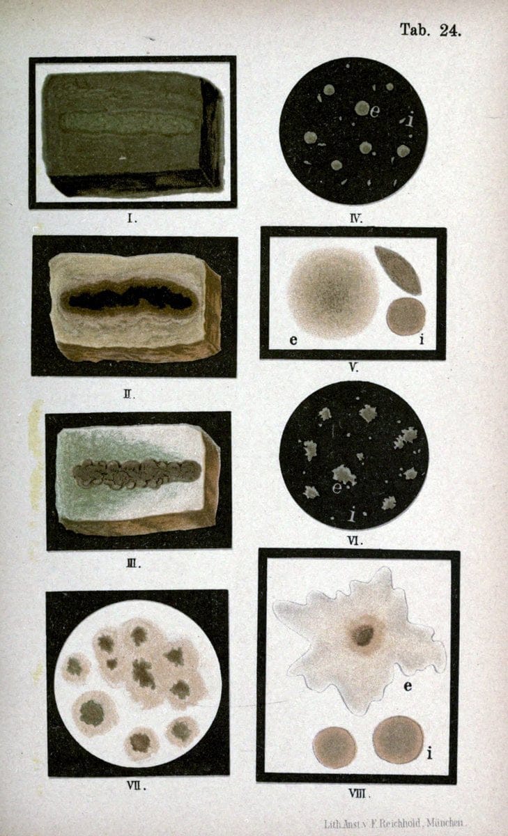 Atlas and essentials of bacteriologyNew York :William Wood & Co.,1897 | atlases Bacteria "Bacteriological Technics" "University of California Libraries" | Vintage Print Reproduction 458393