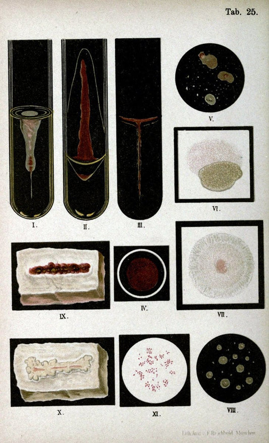 Atlas and essentials of bacteriologyNew York :William Wood & Co.,1897 | atlases Bacteria "Bacteriological Technics" "University of California Libraries" | Vintage Print Reproduction 458394
