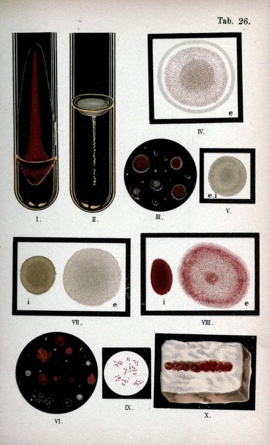 Atlas and essentials of bacteriologyNew York :William Wood & Co.,1897 | atlases Bacteria "Bacteriological Technics" "University of California Libraries" | Vintage Print Reproduction 458395