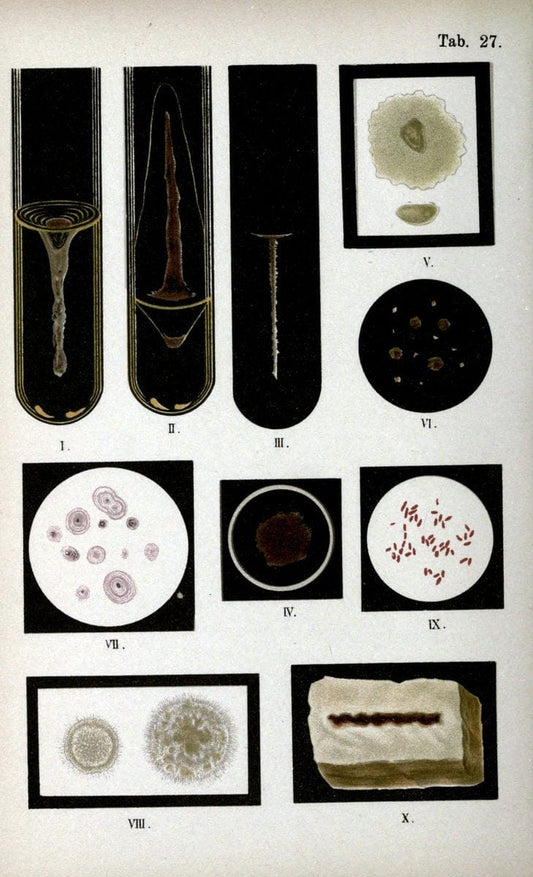 Atlas and essentials of bacteriologyNew York :William Wood & Co.,1897 | atlases Bacteria "Bacteriological Technics" "University of California Libraries" | Vintage Print Reproduction 458396