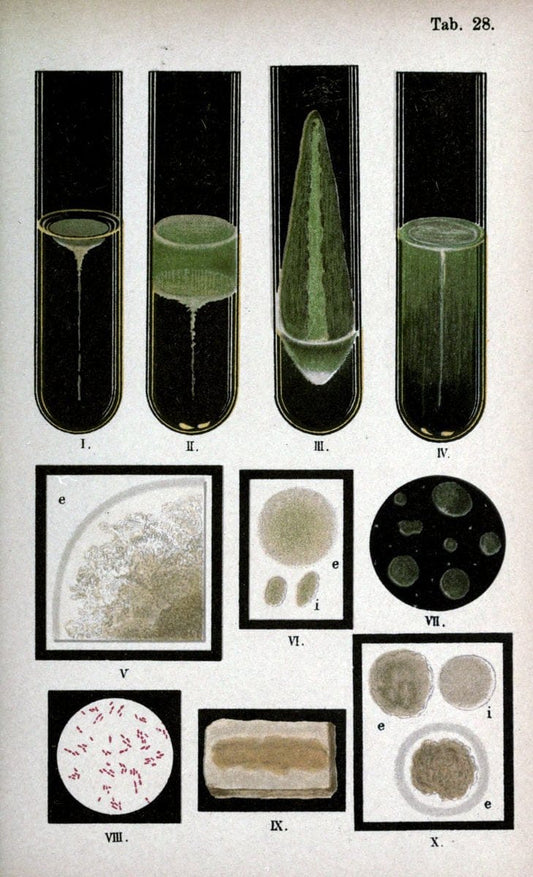 Atlas and essentials of bacteriologyNew York :William Wood & Co.,1897 | atlases Bacteria "Bacteriological Technics" "University of California Libraries" | Vintage Print Reproduction 458397