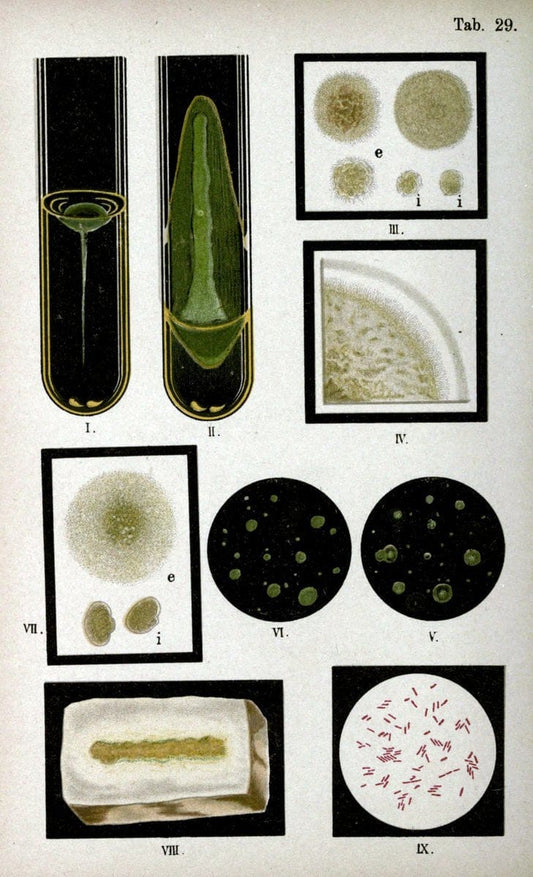 Atlas and essentials of bacteriologyNew York :William Wood & Co.,1897 | atlases Bacteria "Bacteriological Technics" "University of California Libraries" | Vintage Print Reproduction 458398